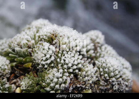 Semprevivo coperto di brina Sempervivum Foto Stock