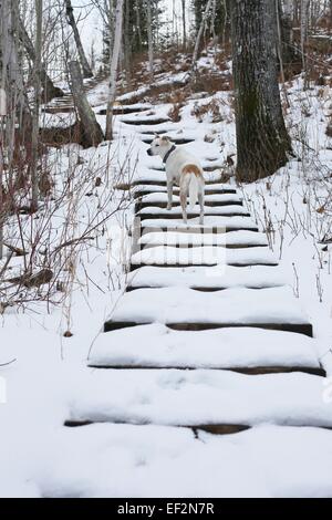 Un cane sulla coperta di neve passi in una foresta in Minnesota. Foto Stock