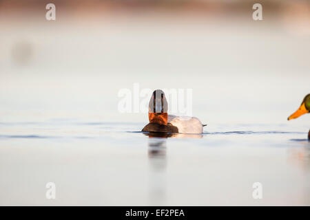 Maschio / drake Canvasback - Aythya valisineria - nuotare nel fiume n guardando dritto Foto Stock