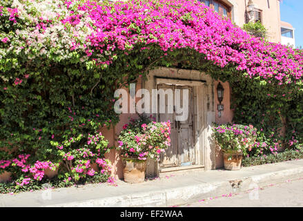 Fiori allineati street Bucerios in Messico con il bougainvillea che cresce su un piccolo boutique hotel. Foto Stock