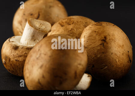 Macro Close-up di Agaricus silvaticus noto anche come legno squamosa fungo, arrossendo legno fungo fungo pineta Foto Stock