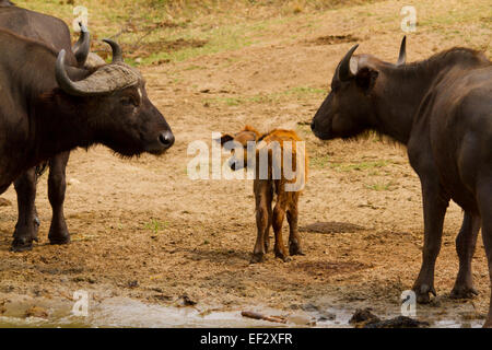 Bufalo africano o bufalo del capo (syncerus caffer) con il polpaccio. Foto Stock