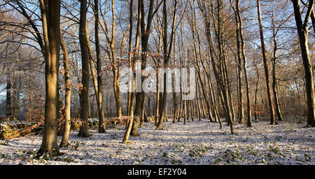 Inverno faggi nella campagna di Cotswold. Regno Unito Foto Stock