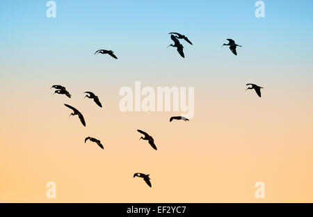 Grande gruppo di ibis lucido in volo al tramonto vicino Venezia sulla costa occidentale della Florida, appena a sud di Tampa e a Sarasota. Foto Stock