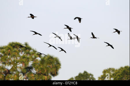Grande gruppo di ibis lucido in volo vicino a Venezia sulla costa occidentale della Florida, appena a sud di Tampa e a Sarasota. Foto Stock