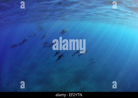 Spinner delfini Stenella longirostris, Lanai, Hawaii Foto Stock