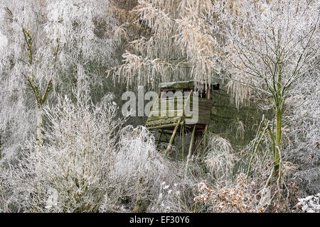 Cacciatori di stand, foresta, frost Foto Stock
