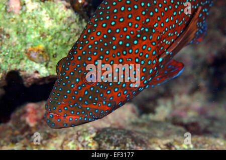 Coral raggruppatore, Cephalopholis miniata, Eilat, Mar Rosso, Israele Foto Stock