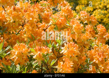 Fioritura di rododendro giallo (Rhododendron molle), Sassonia, Germania Foto Stock