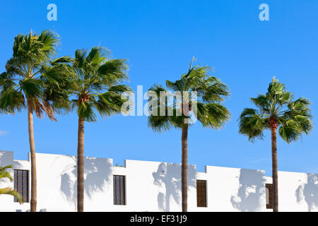 Le palme di fronte all'edificio n città Costa Adeje, Tenerife, Isole Canarie, Spagna. Foto Stock