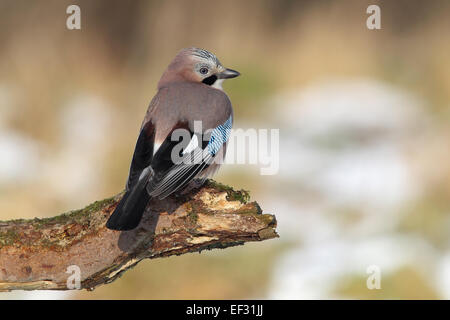 Jay o Eurasian Jay (Garrulus glandarius), appollaiato su un ramo, Neunkirchen, Siegerland, Nord Reno-Westfalia, Germania Foto Stock
