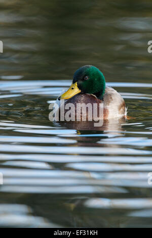 Il germano reale (Anas platyrhinchos), drake, Emsland, Bassa Sassonia, Germania Foto Stock