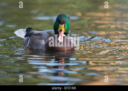 Il germano reale (Anas platyrhinchos), drake, Emsland, Bassa Sassonia, Germania Foto Stock