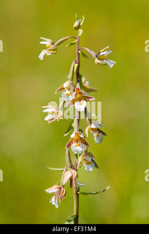 Elleborina palustre (Bergonii palustris), fioritura, Turingia, Germania Foto Stock