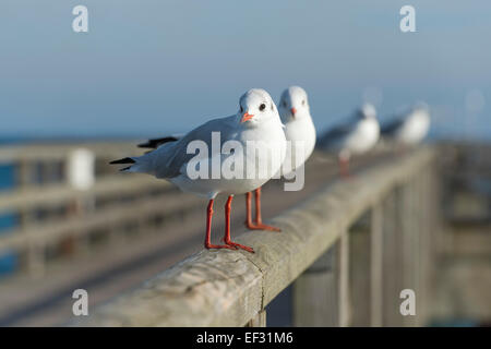 A testa nera gabbiani (Larus ridibundus, Chroicocephalus ridibundus), appollaiato su un corrimano di Prerow Pier Foto Stock