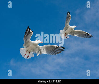 A testa nera gabbiani (Larus ridibundus, Chroicocephalus ridibundus), in volo, Meclemburgo-Pomerania Occidentale, Germania Foto Stock