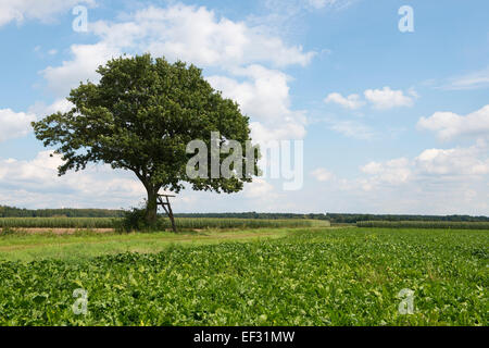 Solitario Farnia (Quercus robur), con una scala che conduce ad una posizione sollevata nascondere, Bassa Sassonia, Germania Foto Stock