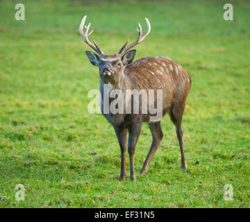 Sika cervo (Cervus nippon), flehmening, captive, Bassa Sassonia, Germania Foto Stock