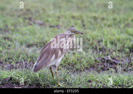 Indian pond heron, Ardeola grayii Foto Stock