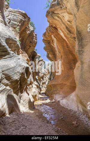 Sentiero escursionistico attraverso willis creek canyon, kanab, Utah, Stati Uniti Foto Stock