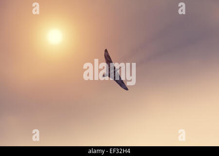 Bombardiere Vulcan volare alto nel cielo Foto Stock
