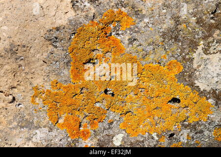 Di colore giallognolo licheni crescono su grigio chiaro rock Foto Stock