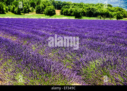 Campi di lavanda. Fotografato in Provenza, Francia Foto Stock