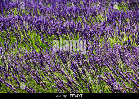 Campi di lavanda. Fotografato in Provenza, Francia Foto Stock