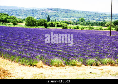 Campi di lavanda. Fotografato in Provenza, Francia Foto Stock