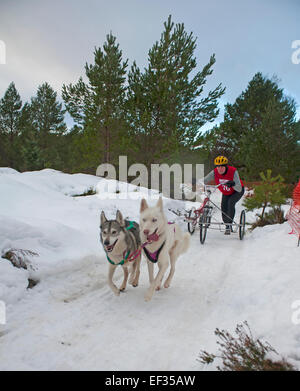 Il Siberian Husky Sled Dog Rally che si svolgono ogni mese di gennaio in Glenmore Forest Aviemore, Scozia. 9448. Foto Stock