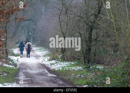 Femmina cavaliere a cavallo passeggiate a cavallo lungo un percorso di neve in una zona boschiva con piccoli terrier cane. Foto Stock