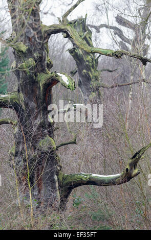 Inglese morto alberi di quercia in piedi nella Foresta di Sherwood, Nottinghamshire, Inghilterra Foto Stock