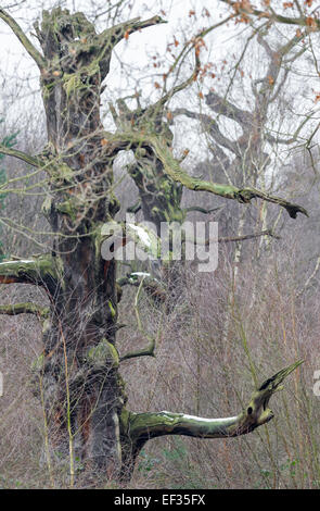 Inglese morto alberi di quercia in piedi nella Foresta di Sherwood, Nottinghamshire, Inghilterra Foto Stock