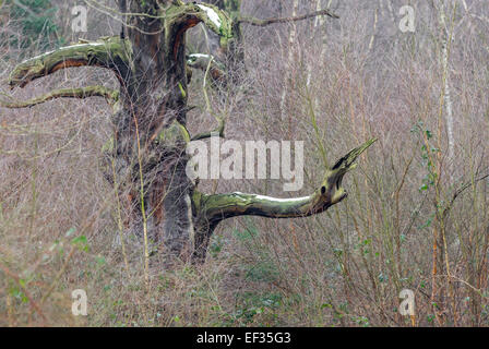Inglese morto alberi di quercia in piedi nella Foresta di Sherwood, Nottinghamshire, Inghilterra Foto Stock