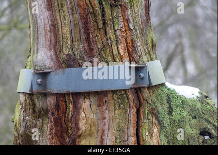 Nastri di acciaio di supporti antisismici una vecchia e decadente quercia inglese nella Foresta di Sherwood, Nottinghamshire, Inghilterra, Foto Stock