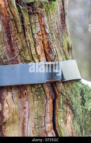 Nastri di acciaio di supporti antisismici una vecchia e decadente quercia inglese nella Foresta di Sherwood, Nottinghamshire, Inghilterra, Foto Stock