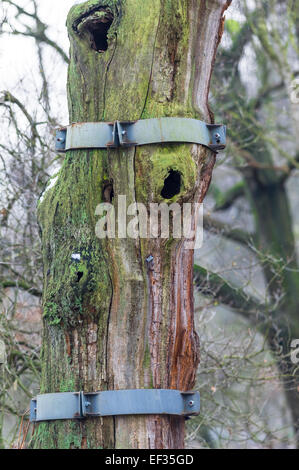 Nastri di acciaio di supporti antisismici una vecchia e decadente quercia inglese nella Foresta di Sherwood, Nottinghamshire, Inghilterra, Foto Stock