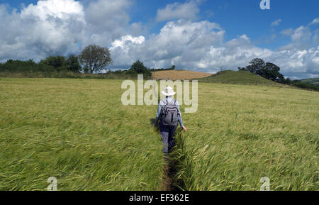 Walker sul sentiero attraverso il campo di orzo, Clun, voce per seppellire i fossati, Shropshire, Inghilterra. Foto Stock