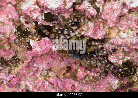 Riva giapponese di granchio, sponda asiatica del granchio, Pacific granchio, Japanische Felsenkrabbe, Asiatische Strandkrabbe, Hemigrapsus sanguineus Foto Stock