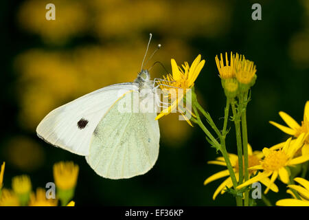 Grande il cavolo bianco, cavolo bianco butterfly, la visita di un fiore, Großer Kohlweißling, Sarcococca brassicae, Blütenbesuch Foto Stock