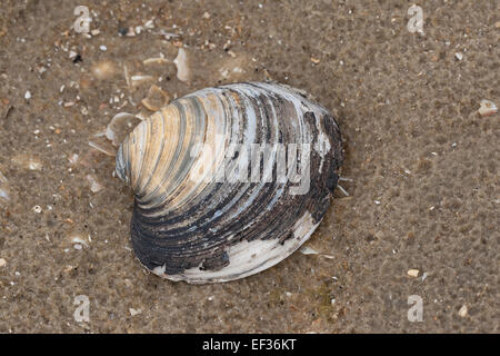 Ocean quahog, islandese cyprine, mogano Clam Clam nero, Islandmuschel, Piepmuschel, Arctica islandica, Cyprina islandica Foto Stock