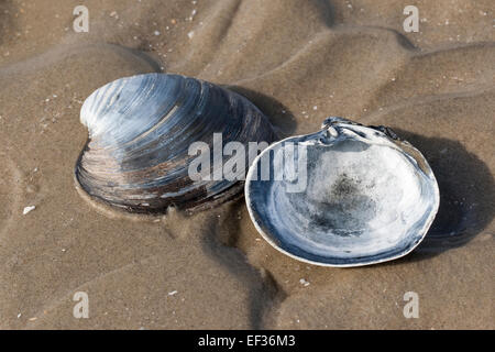 Ocean quahog, islandese cyprine, mogano Clam Clam nero, Islandmuschel, Piepmuschel, Arctica islandica, Cyprina islandica Foto Stock