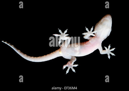 Bagno turco gecko Mediterranean House Gecko Europäischer Halbfinger, Halbfinger-Gecko, Hemidactylus turcicus, Gecko nocturne Foto Stock