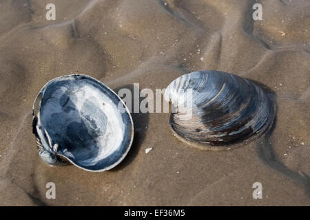 Ocean quahog, islandese cyprine, mogano Clam Clam nero, Islandmuschel, Piepmuschel, Arctica islandica, Cyprina islandica Foto Stock