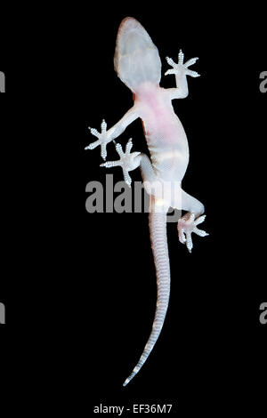 Bagno turco gecko Mediterranean House Gecko Europäischer Halbfinger, Halbfinger-Gecko, Hemidactylus turcicus, Gecko nocturne Foto Stock