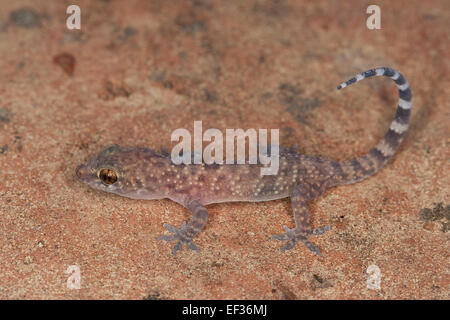 Bagno turco gecko Mediterranean House Gecko Europäischer Halbfinger, Halbfinger-Gecko, Hemidactylus turcicus, Gecko nocturne Foto Stock