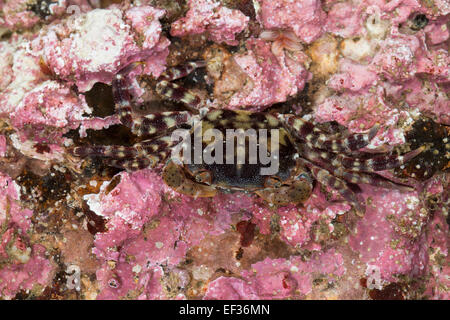 Riva giapponese di granchio, sponda asiatica del granchio, Pacific granchio, Japanische Felsenkrabbe, Asiatische Strandkrabbe, Hemigrapsus sanguineus Foto Stock