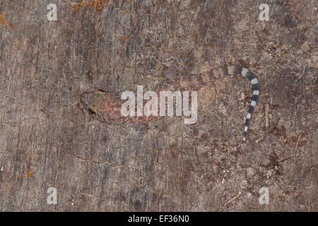 Bagno turco gecko Mediterranean House Gecko Europäischer Halbfinger, Halbfinger-Gecko, Hemidactylus turcicus, Gecko nocturne Foto Stock