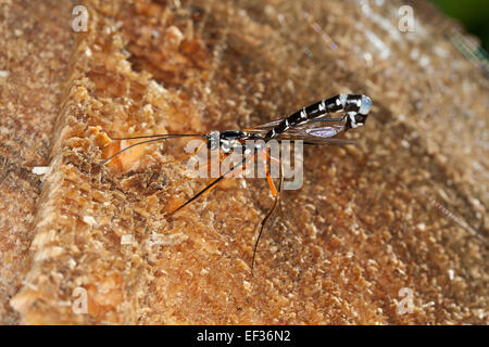 Ichneumon gigante, Sabre Wasp, grandi ichneumon wasp, femmina, Holzwespen-Schlupfwespe, Holzschlupfwespe, Weib, Rhyssa persuasoria Foto Stock