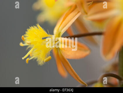 Bulbine frutescens, unico fiore Foto Stock